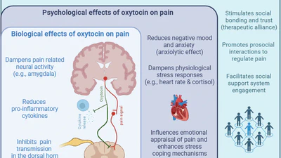 Oxytocin in chronic pain: From analgesic to biopsychosocial adjuvant - An opinion paper featured image